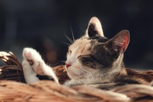 土日祝休みの未経験者向け求人はどこで探せる？