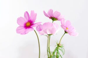 「とりあえず3年は嘘」と言われる理由とは？